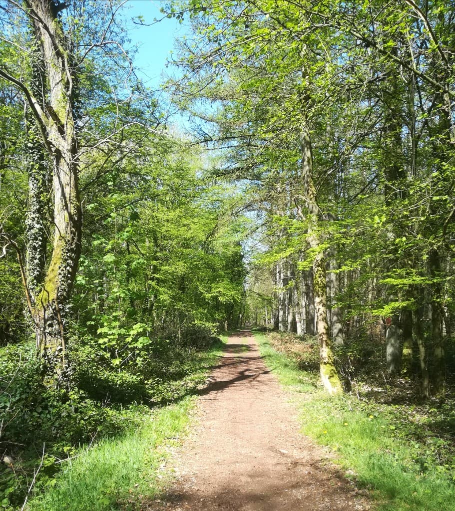 Sentier ensoleillé à travers une forêt verdoyante, idéal pour la méditation en nature